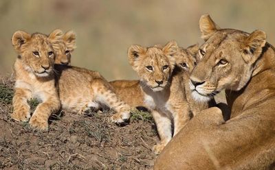 Vliegreis: Safari bij Kruger — Sefapane Lodge (10 dagen, transfers inbegrepen)
