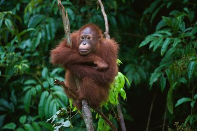 Vliegreis Privérondreis Indonesië: Sumatra, Java en Bali